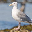 Glaucous-winged Gull